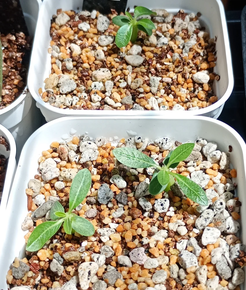種子] パキポディウム ブレビカウレ Pachypodium brevicaule ssp